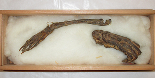Illustration for article titled The Bones of A Mythical Japanese Water Demon Are Going On Display
